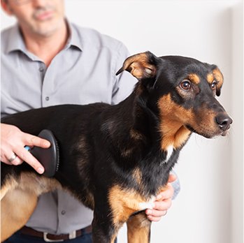 Pet care
